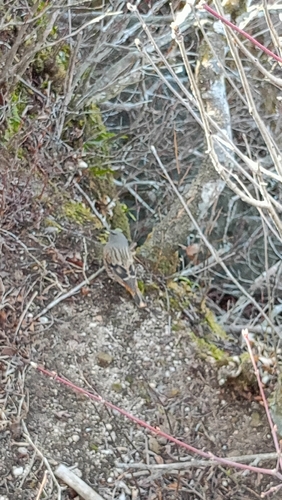 Alpine Accentor