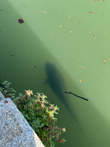 Cyprinus carpio