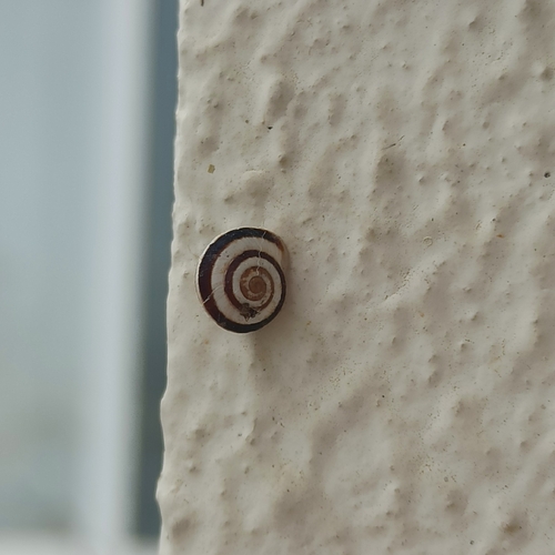 Vineyard Snail