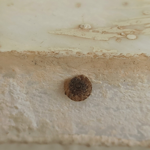 European Snail