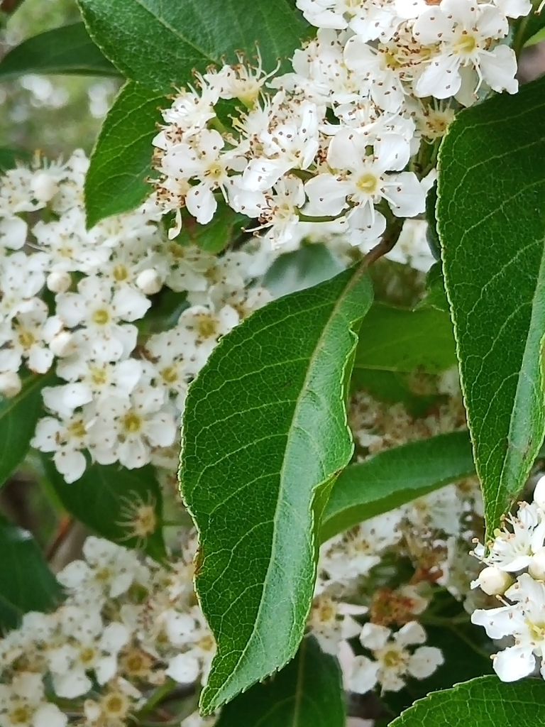 philodendron xantal Buy Philodendron Xantal? | 120cm high