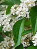 Photinia beauverdiana - Photo (c) 歐陽秀華, all rights reserved, uploaded by 歐陽秀華