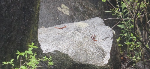 iNaturalist observation photo of Sierra Newt