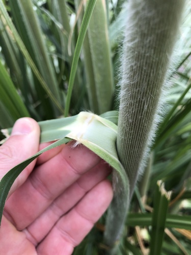 Anden-Pampasgras (Cortaderia jubata) · iNaturalist