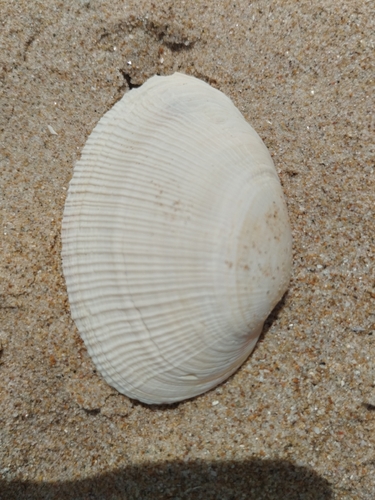 Eastonia rugosa