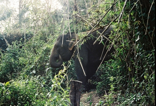 Mainland Asian Elephant