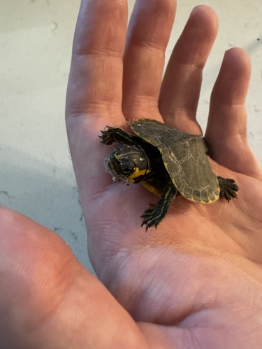 Trachemys scripta