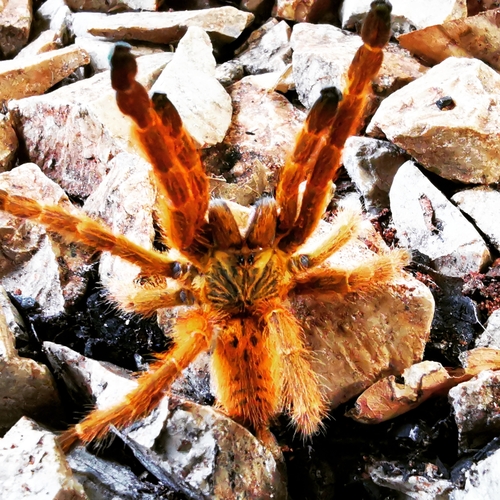 Pterinochilus murinus