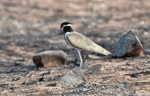 Black-headed Lapwing