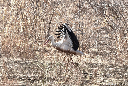 White Stork