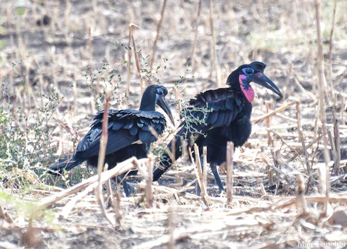 Abyssinian Ground-Hornbill