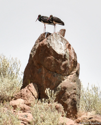 Black Stork