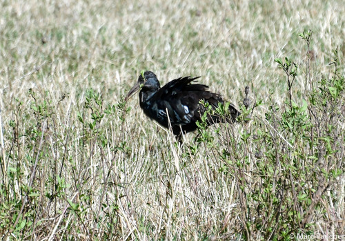 Wattled Ibis