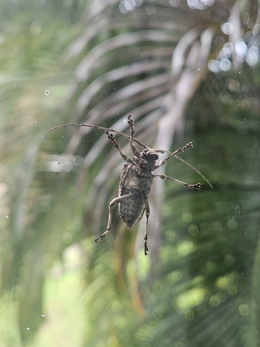 Spider Longhorned Beetle
