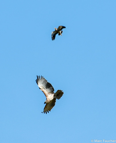 Shikra