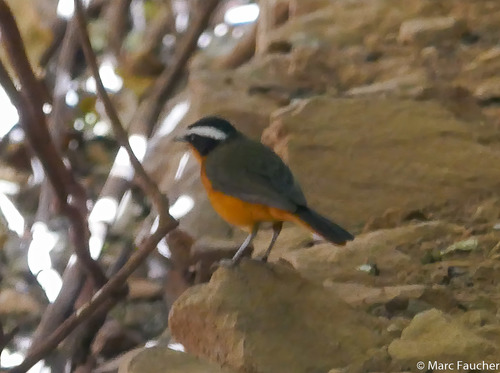 Rüppell's Robin-Chat