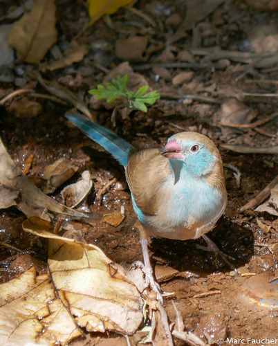 Red-cheeked Cordonbleu