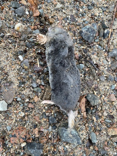 Hairy-tailed Mole observed by jgwmacd
