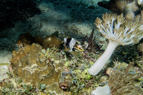 Halichoeres hortulanus