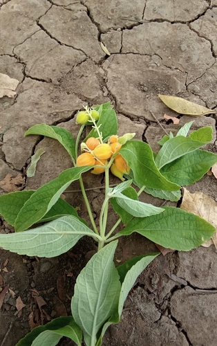 butterberry
