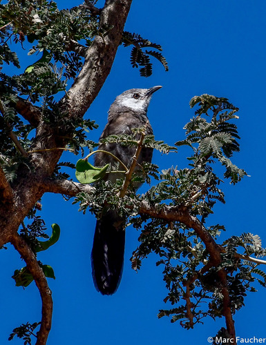 White-rumped Babbler