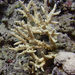 Acropora austera - Photo (c) André Labetaa, all rights reserved, uploaded by André Labetaa