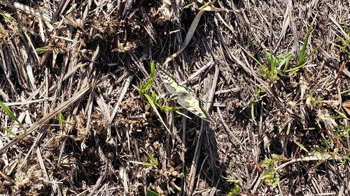 Old World Swallowtail