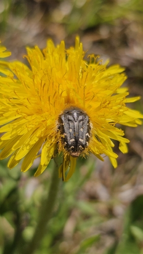 Apple Blossom Beetle