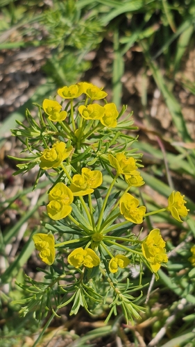 cypress spurge