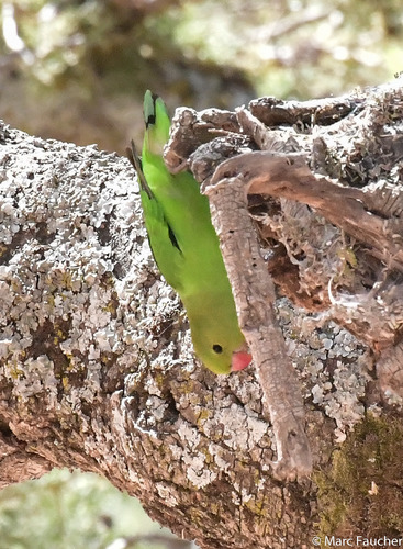 Black-winged Lovebird