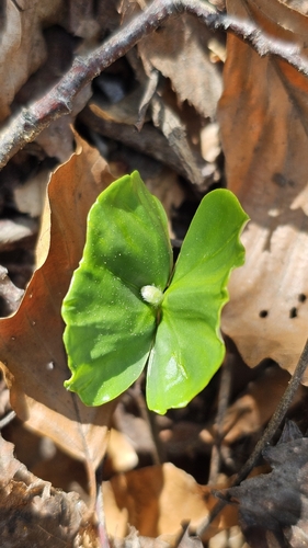 European beech