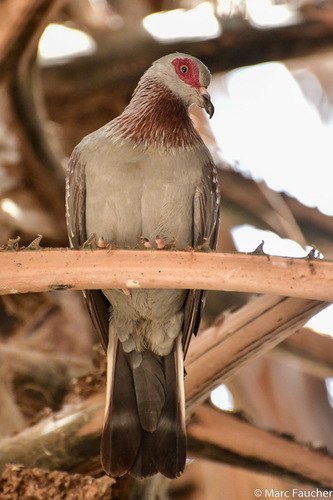 Speckled Pigeon