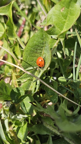 Seven-spotted Lady Beetle