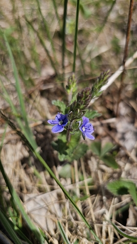 Germander Speedwell