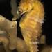 Observation photo
