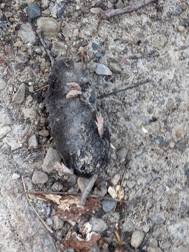 Northern Short-tailed Shrew observed by leomdot