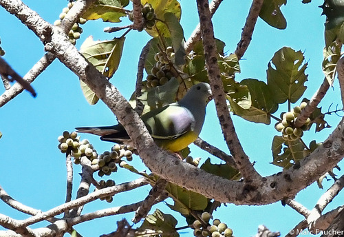 Bruce's Green-Pigeon