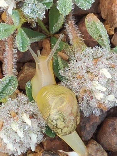 Cantareus apertus