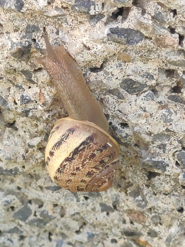 Cornu aspersum