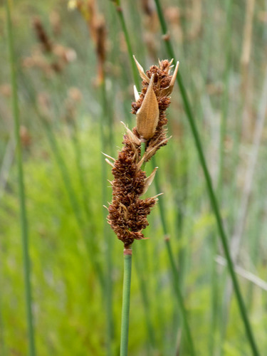 Elegia thyrsifera