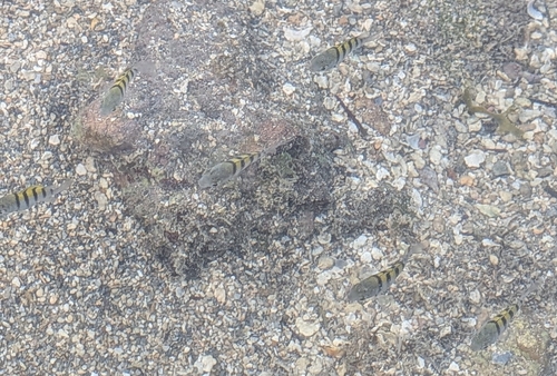 Abudefduf saxatilis