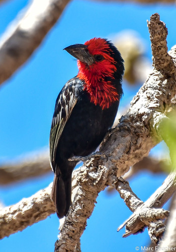 Black-billed Barbet