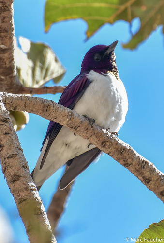 Violet-backed Starling