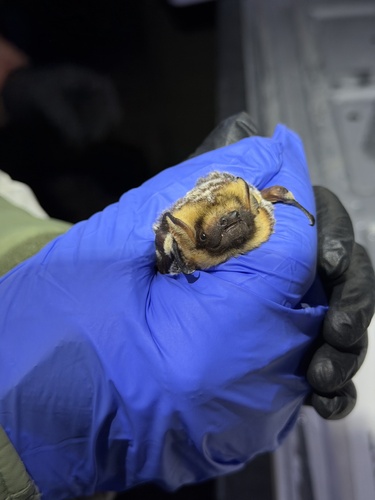 Northern Hoary Bat observed by genedaddy