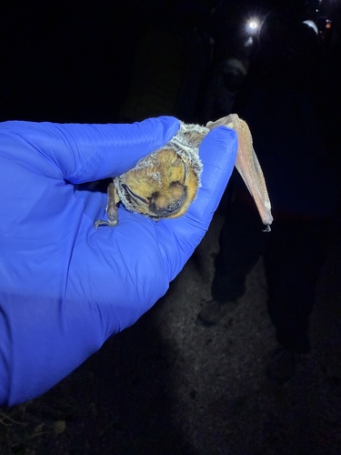 Northern Hoary Bat observed by genedaddy