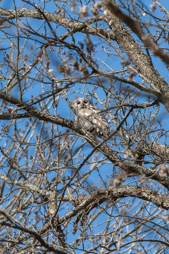 Tawny Owl