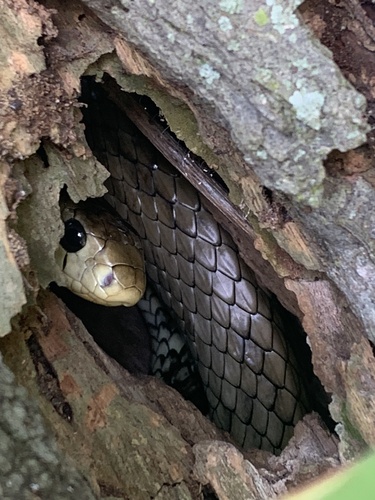 Central American Indigo Snake