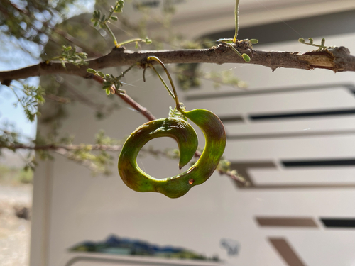 umbrella thorn