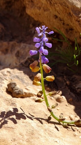 Muscari maritimum