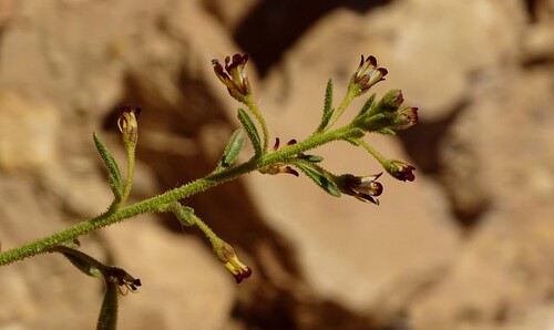Cleome amblyocarpa glandulosa